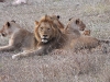 dscn9655.jpg Groupe de 13 lions d'Afrique Panthera leo leo près d'Asfaal picnic area