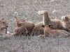 dscn9658.jpg Groupe de 13 lions d'Afrique Panthera leo leo près d'Asfaal picnic area