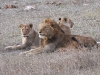 dscn9676.jpg Groupe de 13 lions d'Afrique Panthera leo leo près d'Asfaal picnic area
