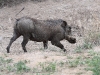 ch8a1863.jpg Phacochère commun Phacocherus africanus à la porte de Malelane