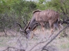 ch8a1930.jpg Grand koudou Tragelaphus strepsiceros à Asfaal picnic area