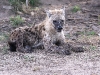ch8a1987.jpg Hyène tachétée Crocuta crocuta à Asfaal picnic area