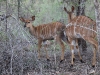 ch8a2001.jpg Antilopes Nyala Tragelaphus angasii au lodge Skukuza