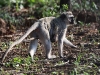 ch8a2119.jpg Singes vervets Chlorocebus pygerythrus au lac Panic