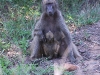 ch8a2306.jpg Babouins Papio hamadryas sur la route vers Lower sabie