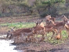 ch8a2395.jpg Impalas Aepyceros melampus à Sunset dam