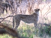 ch8a2453.jpg Guépard Acinonys jubatus près de Lower sabie