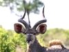 ch8a2535.jpg Grand koudou Tragelaphus strepsiceros près de Lower sabie