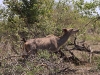ch8a2575.jpg Grands koudous Tragelaphus strepsiceros près de Lower sabie