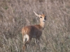 ch8a2651.jpg Antilope Raphicère champêtre Raphicerus campestris avant Sunset dam