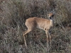 ch8a2654.jpg Antilope Raphicère champêtre Raphicerus campestris avant Sunset dam