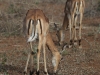 ch8a2660.jpg Impalas Aepyceros melampus  avant Sunset dam