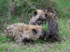 ch8a2751.jpg Hyènes tachétées juvéniles Crocuta crocuta après Lower sabie