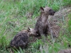 ch8a2753.jpg Hyènes tachétées juvéniles Crocuta crocuta après Lower sabie
