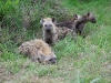 ch8a2756.jpg Hyènes tachétées juvéniles Crocuta crocuta après Lower sabie