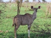 ch8a2945.jpg Antilope nyala tragelaphus angasii près de Satara