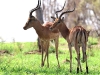 ch8a2973.jpg Impalas Aepyceros melampus près de Satara