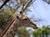 ch8a3003.jpg Girafe Giraffa camelopardalis près de Satara