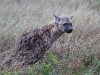 ch8a3074.jpg Hyène tachétée Crocuta crocuta au départ de Satara
