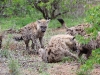 ch8a3221.jpg Hyènes tachétées Crocuta crocuta sur la route Phalaborwa-Letaba