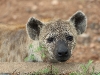 ch8a3230.jpg Juvénile de hyène tachétée Crocuta crocuta sur la route Phalaborwa-Letaba