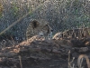 dscn0125.jpg Guépard Acinonys jubatus près de Lower sabie