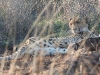 dscn0155.jpg Guépard Acinonys jubatus près de Lower sabie