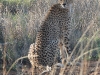 dscn0166.jpg Guépard Acinonys jubatus près de Lower sabie