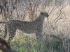 dscn0173.jpg Guépard Acinonys jubatus près de Lower sabie