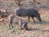 dscn0370.jpg  Phacochères communs Phacocherus africanus avant Sunset dam 