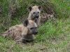 dscn0432.jpg Hyènes tachétées juvéniles Crocuta crocuta après Lower sabie