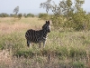 dscn0560.jpg Zèbre des plaines Equus quagga près de Satara