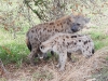 dscn0577.jpg Hyènes tachétées Crocuta crocuta allaitant ses petits près de Satara