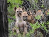 dscn0818.jpg Hyènes tachetées Crocuta crocuta sur la route Phalaborwa-Letaba
