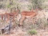 dscn9478.jpg Impala Aepyceros melampus à la porte de Malelane