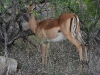 dscn9567.jpg Impala Aepyceros melampus à la porte de Malelane
