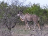 dscn9639.jpg Grand koudou Tragelaphus strepsiceros à Asfaal picnic area