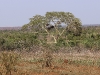 ch8a2545.jpg Savane autour de Lower sabie