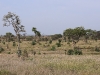 ch8a2950.jpg Savane autour de Satara