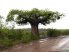 dscn0750.jpg Baobab sur la route d'Olifants à Mopani