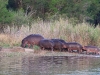 ch8a2019.jpg Hippopotames Hippopotamus amphibius au lac Panic
