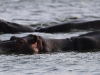 ch8a2676.jpg Hippopotames Hippopotamus amphibius à Sunset dam