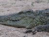 ch8a2686.jpg Crocodile du Nil Crocodylus niloticus à Mopani