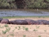 ch8a3277.jpg Hippopotames Hippopotamus amphibius  sur la rivière Letaba