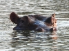 dscn0063.jpg Hippopotames Hippopotamus amphibius à Sunset dam