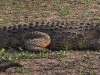 dscn0378.jpg Crocodile du Nil Crocodylus niloticus  au Sunset dam