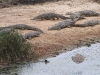 dscn0441.jpg Crocodiles du Nil Crocodylus niloticus à Orpen dam