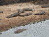 dscn0451.jpg Crocodiles du Nil Crocodylus niloticus à Orpen dam