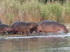dscn9694.jpg Hippopotames Hippopotamus amphibius au lac Panic