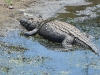 dscn9862.jpg Crocodile du Nil Crocodylus niloticus à Orpen dam